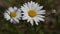 Common daisy, Leucanthemum vulgare