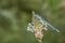 Common Damselfly eating lunch on flower