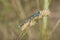Common Damselfly on grass seed head