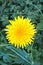 Common Dandelion