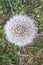 Common Dandelion