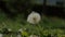 Common dandelion, being blown and dispersed by wind, slow motion.