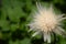 Common dandelion, the familiar weed of lawns and roadsides