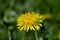 Common dandelion with field in background