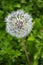 Common Dandelion flower in Sydney