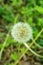 Common Dandelion Gone to Seed