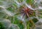 Common dandelion macro. fluffy white and red color detail.