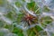 Common dandelion macro. fluffy white and red color detail.