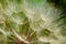 Common dandelion macro. fluffy white and red color detail.