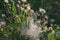 Common dandelion, nature meadow in the sunset in summer