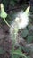 Common dandelion short video with small flowers