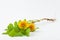 Common dandelion Taraxacum officinale