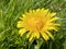 The common dandelion Taraxacum officinale, der Gewoehenliche Loewenzahn oder Gewohnliche Lowenzahn ili Ljekoviti maslaÄak