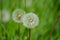 Common dandelion Taraxacum officinale faded