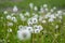 Common dandelion Taraxacum officinale faded flowers looks like snow ball  ripe cypselae fruits