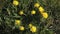 Common Dandelion, taraxacum officinale, Flowering, opening in Meadow