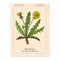 Common dandelion Taraxacum officinale , medicinal plant