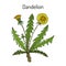 Common dandelion Taraxacum officinale , medicinal plant