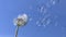 Common Dandelion, taraxacum officinale, seeds from `clocks` being blown and dispersed by wind against blue Sky