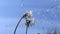 Common Dandelion, taraxacum officinale, seeds from `clocks` being blown and dispersed by wind against blue Sky