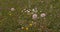 Common Dandelion, taraxacum officinale, seeds from `clocks` being blown and dispersed by wind, Normandy, Slow motion