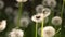Common dandelion wind blow slow motion