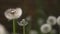 Common Dandelion wind blow slow motion