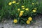 Common Dandelions 56594