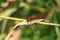 Common Darter Dragonfly