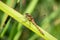 Common Darter dragonfly on a green reed in the sun