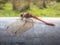 Common Darter dragonfly on a metal gate