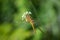 Common Darter dragonfly with sunlight on its wings