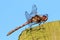 Common Darter Dragonfly (Sympetrum striolatum)