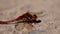 Common darter dragonfly, Sympetrum striolatum, resting on gravel during a sunny day in august