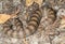 Common Death Adder feeding