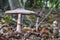 The Common deer fungus Pluteus cervinus in the park De Horsten in Wassenaar