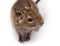 Common Degu, Brush-Tailed Rat, Octodon degus