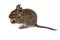 Common Degu, Brush-Tailed Rat, Octodon degus