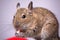 Common Degu, Brush-Tailed Rat, Octodon degus