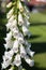 Common Digitlis purpurea with white flowers