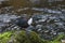 Common dipper (Cinclus cinclus) perched atop a wet, rocky surface in a pond