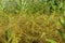 Common Dodder  814358