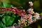Common dodder (Cuscuta epithymum)