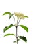 Common dogwood (Cornus sanguinea)