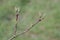 Common dogwood, Cornus sanguinea