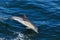 COMMON DOLPHIN