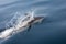 Common Dolphin in Atlantic Ocean off Cape Cod