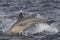 Common Dolphin breaching in the ocean