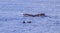 Common dolphin and humpback whale, during boat tour, Azores islands, traveling