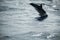 Common Dolphin jumping in Atlantic Ocean